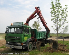 Didelių medžių sodinimas ir auginimas