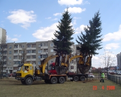 Didelių medžių sodinimas ir auginimas