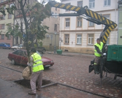 Didelių medžių sodinimas ir auginimas