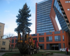 Didelių medžių sodinimas ir auginimas