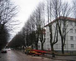 Tree trimming